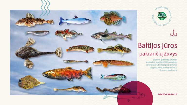 Baltijos jūros pakrančių žuvys